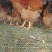 快大黄鸡苗快大型肉鸡包疫苗厂家直销技术指导
