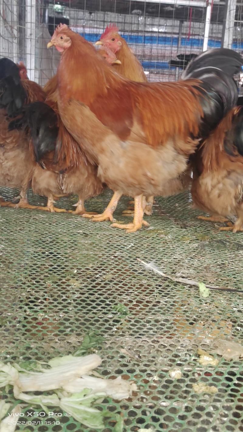 快大黄鸡苗快大型肉鸡包疫苗厂家直销技术指导