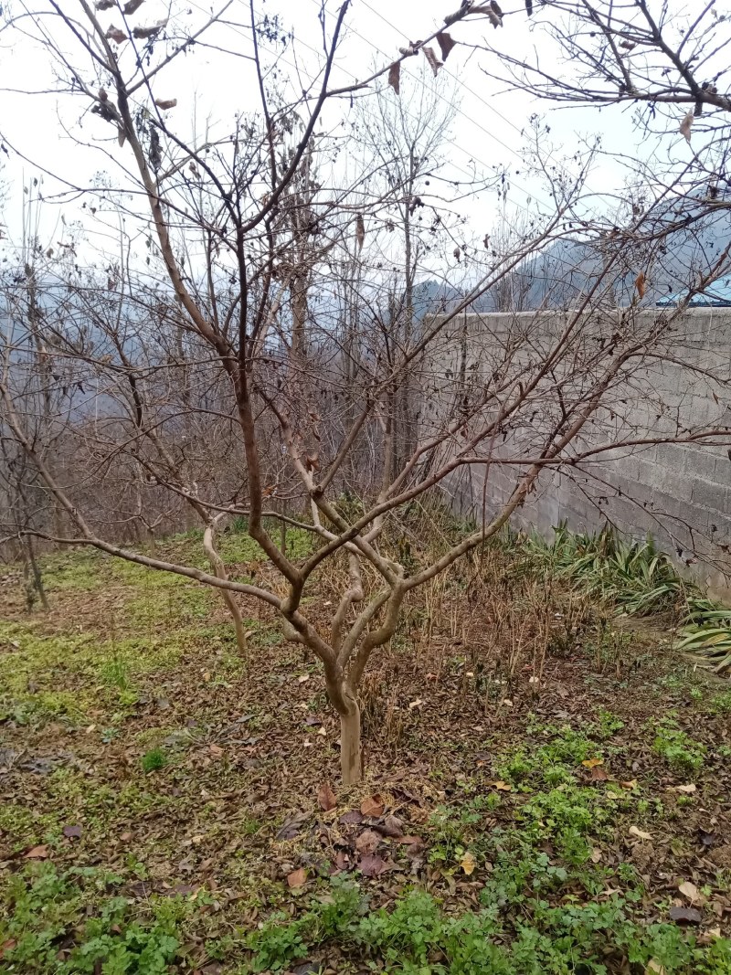 小形园子精品紫薇