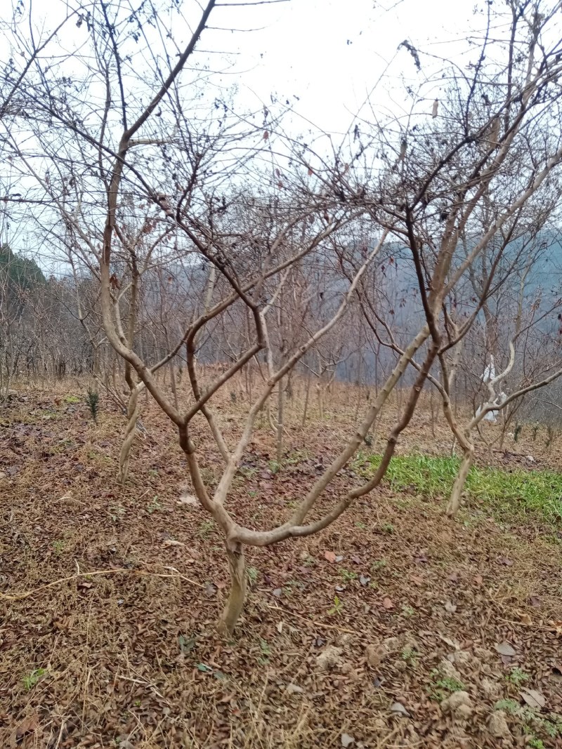 小形园子精品紫薇
