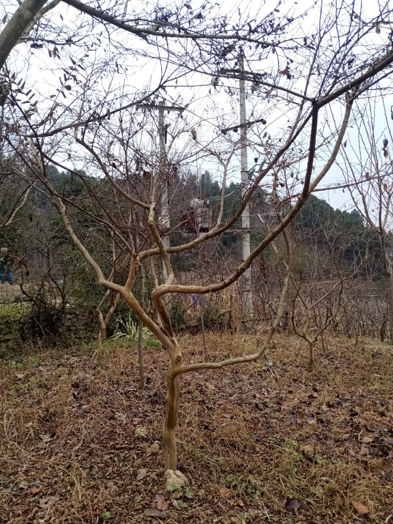 小形园子精品紫薇