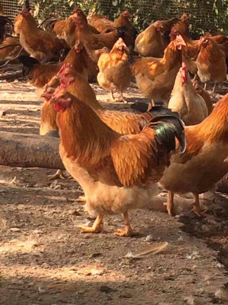 快大黄鸡苗快大型肉鸡包疫苗厂家直销技术指导