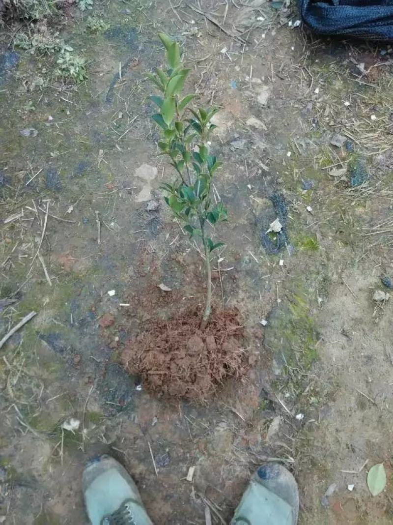 油茶小苗，造林小苗，工程绿化苗，食用果树苗，榨油小苗