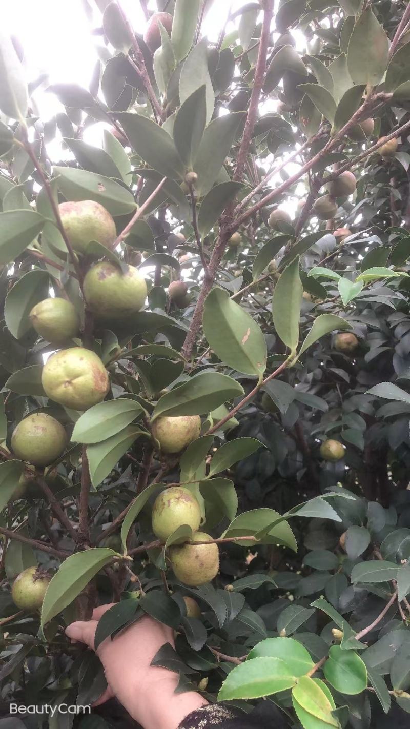 油茶小苗，造林小苗，工程绿化苗，食用果树苗，榨油小苗