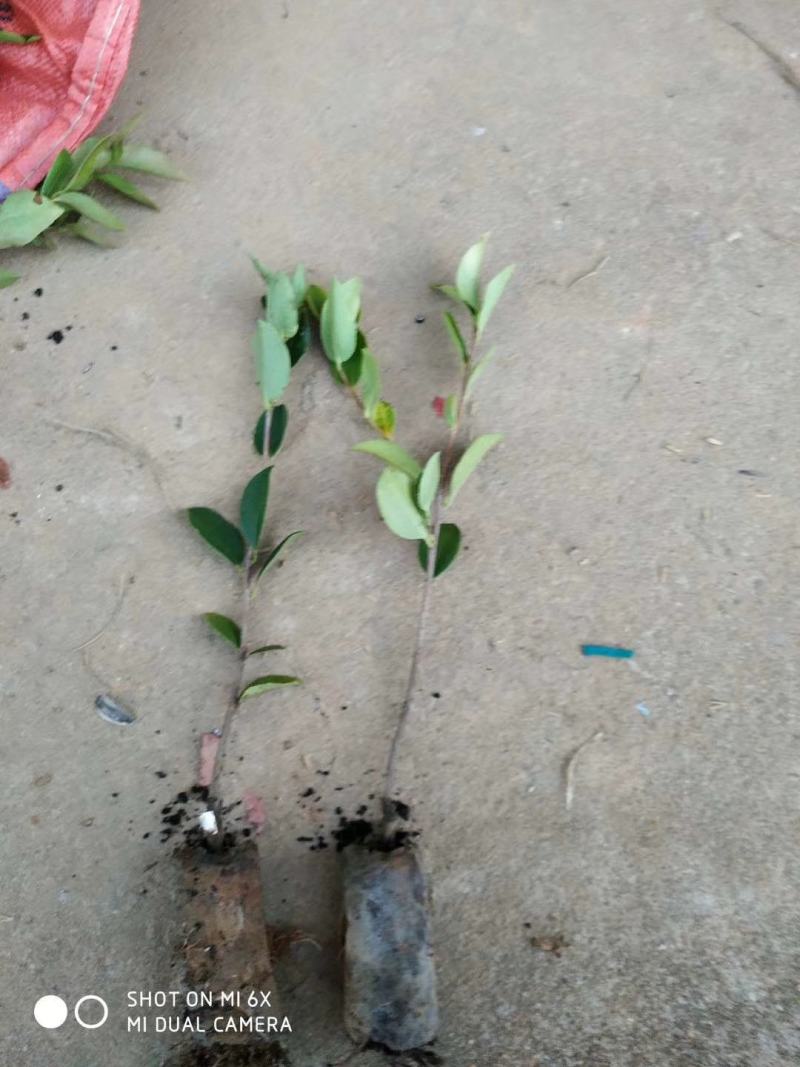 油茶小苗，造林小苗，工程绿化苗，食用果树苗，榨油小苗