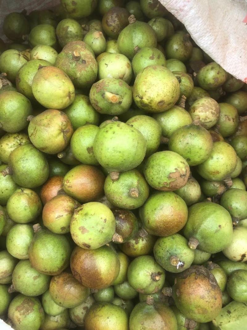 油茶小苗，造林小苗，工程绿化苗，食用果树苗，榨油小苗