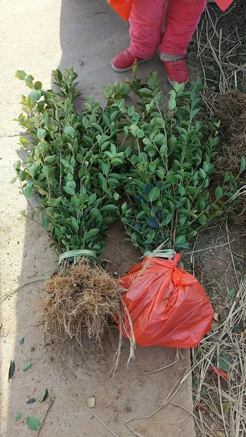 油茶小苗，造林小苗，工程绿化苗，食用果树苗，榨油小苗