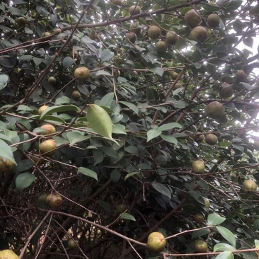 油茶小苗，造林小苗，工程绿化苗，食用果树苗，榨油小苗