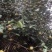 油茶小苗，造林小苗，工程绿化苗，食用果树苗，榨油小苗