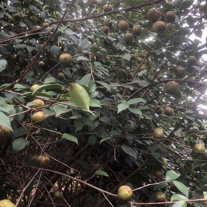 油茶小苗，造林小苗，工程绿化苗，食用果树苗，榨油小苗