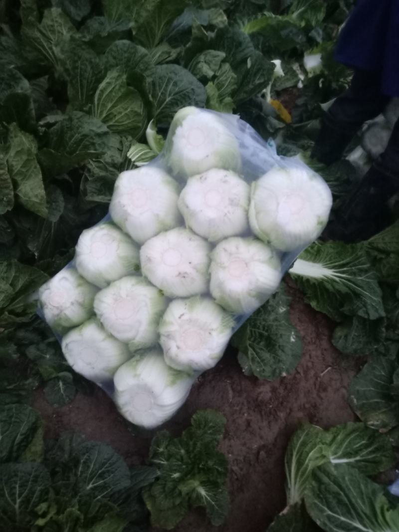 湖北天门黄心大白菜质优价廉