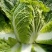 湖北天门黄心大白菜质优价廉