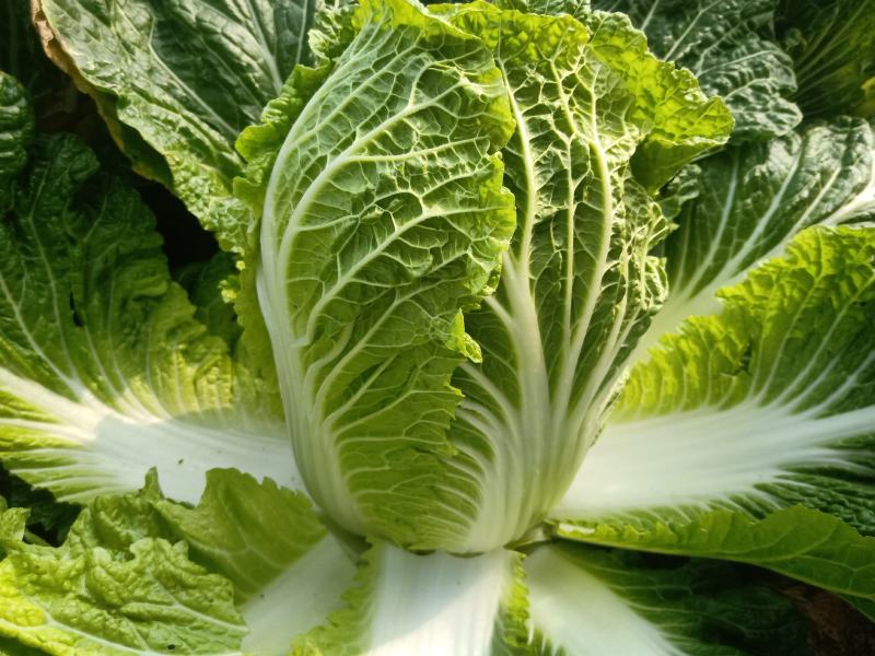 湖北天门黄心大白菜质优价廉