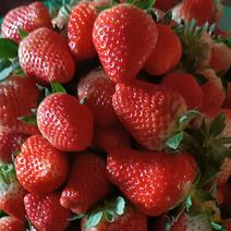 草莓大量上市有需要的可以我专供果干！果浆等！！
