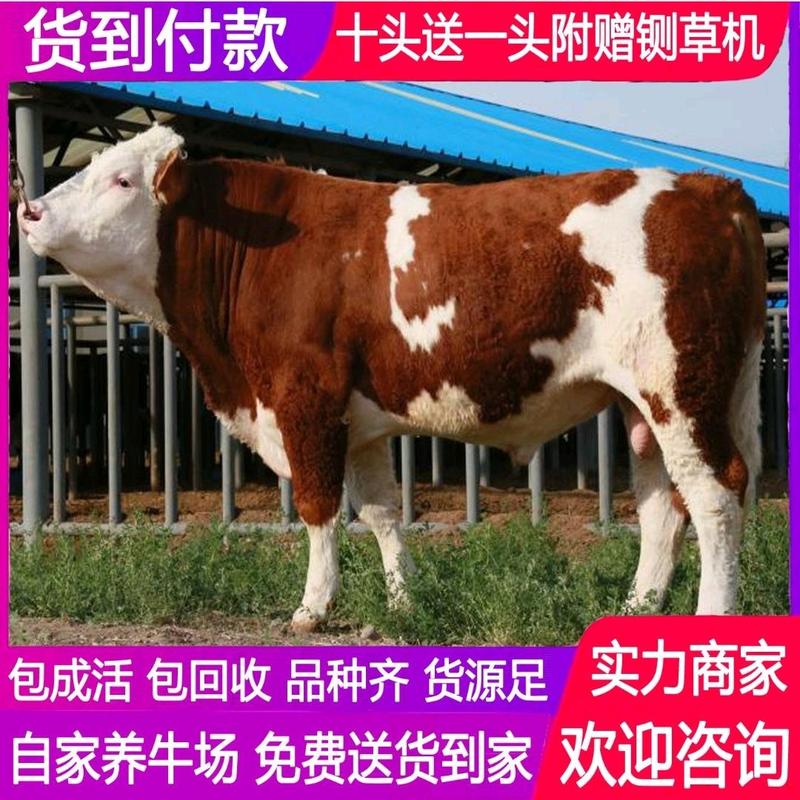 西门塔尔牛活牛出售包运输包回收包成活提供养殖技术