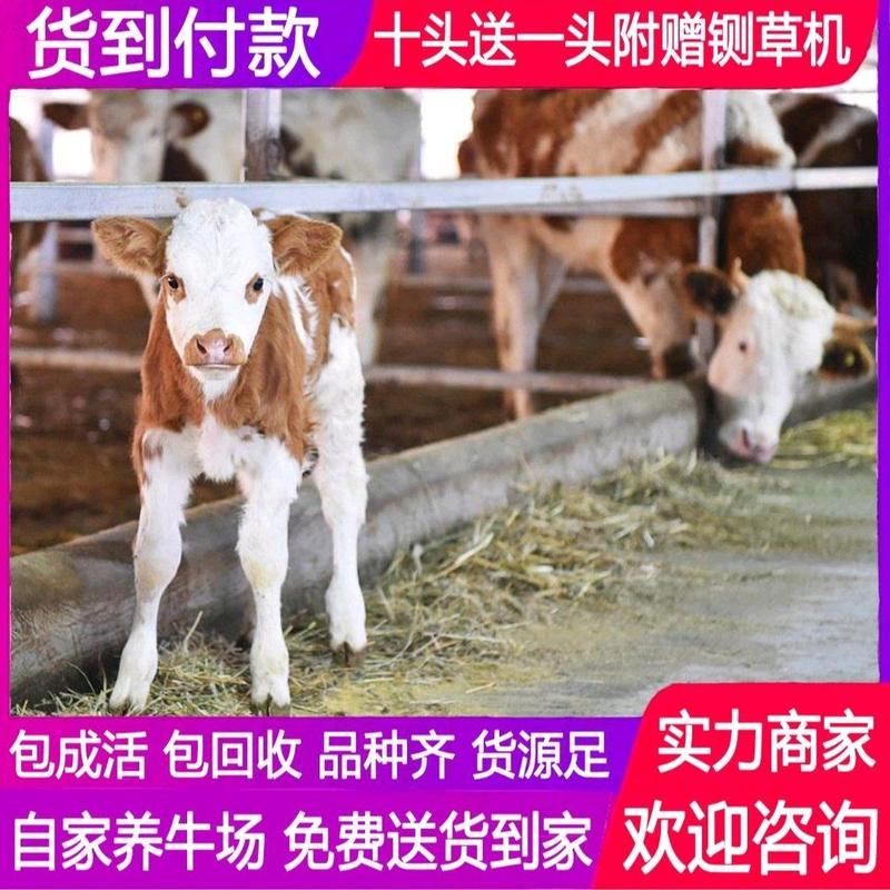 西门塔尔牛活牛出售包运输包回收包成活提供养殖技术