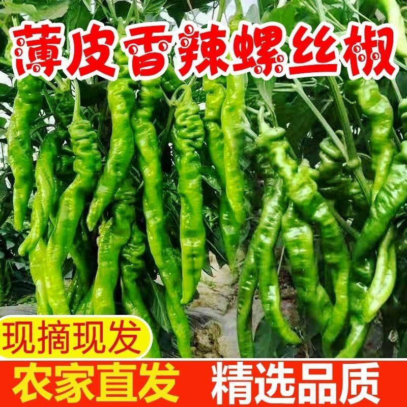 广西螺丝椒现摘新鲜辣椒蔬菜本地辣椒薄皮皱皮椒特辣螺丝椒