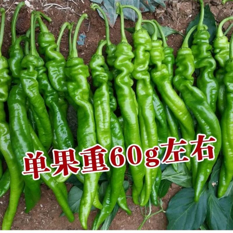 广西螺丝椒现摘新鲜辣椒蔬菜本地辣椒薄皮皱皮椒特辣螺丝椒