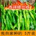 广西螺丝椒现摘新鲜辣椒蔬菜本地辣椒薄皮皱皮椒特辣螺丝椒