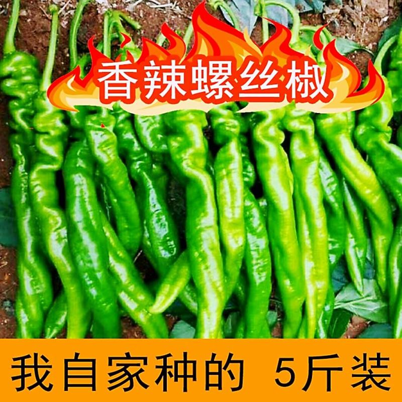 广西螺丝椒现摘新鲜辣椒蔬菜本地辣椒薄皮皱皮椒特辣螺丝椒