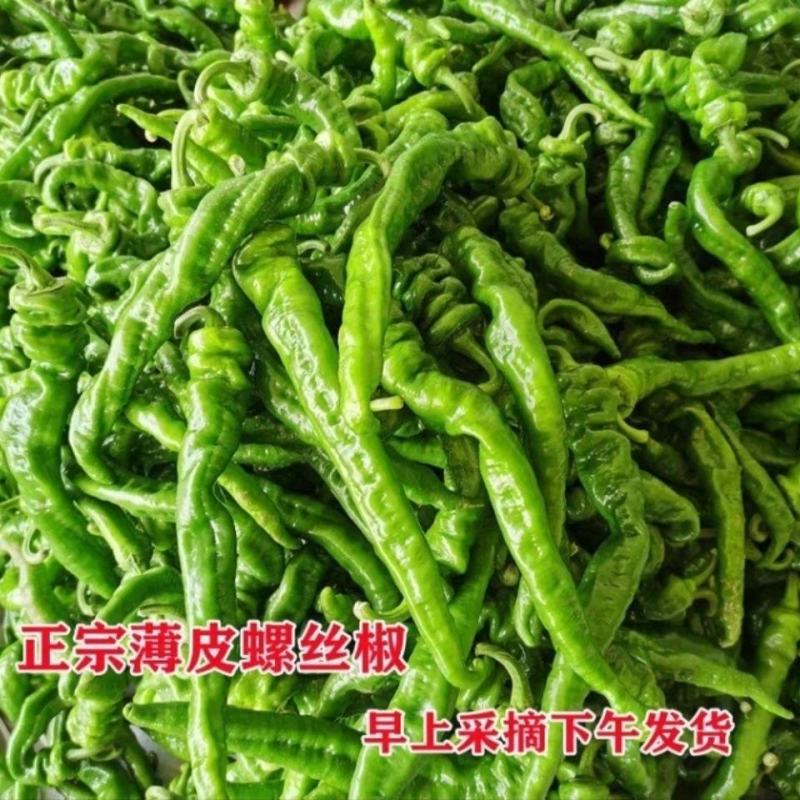 广西螺丝椒现摘新鲜辣椒蔬菜本地辣椒薄皮皱皮椒特辣螺丝椒