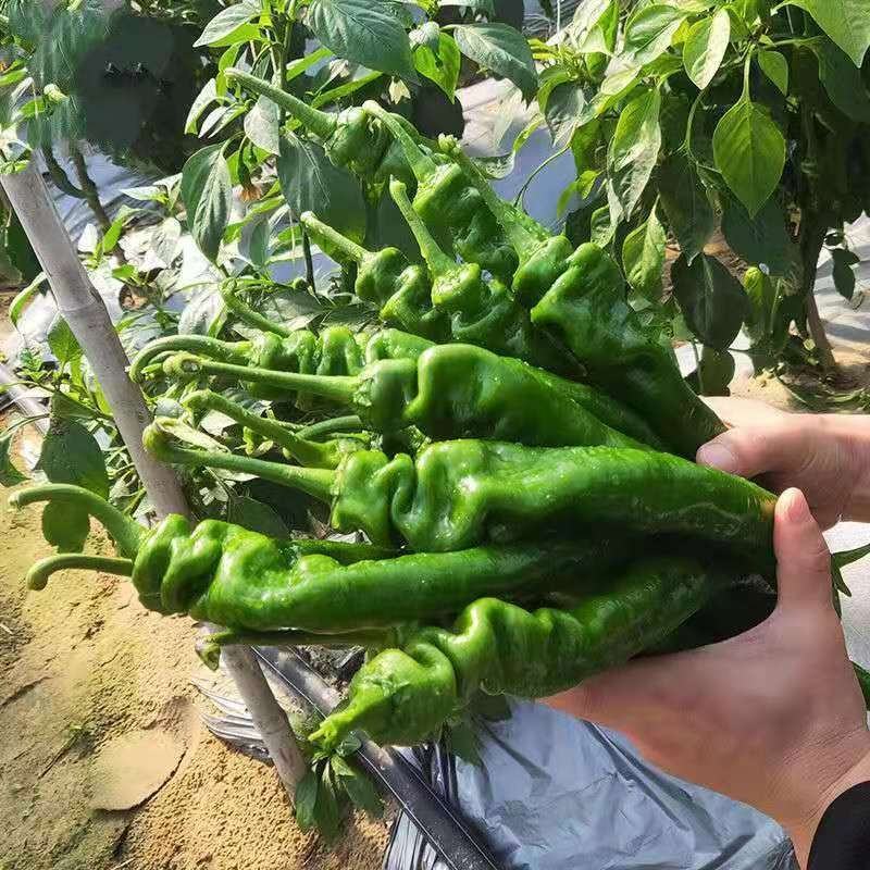 广西螺丝椒现摘新鲜辣椒蔬菜本地辣椒薄皮皱皮椒特辣螺丝椒