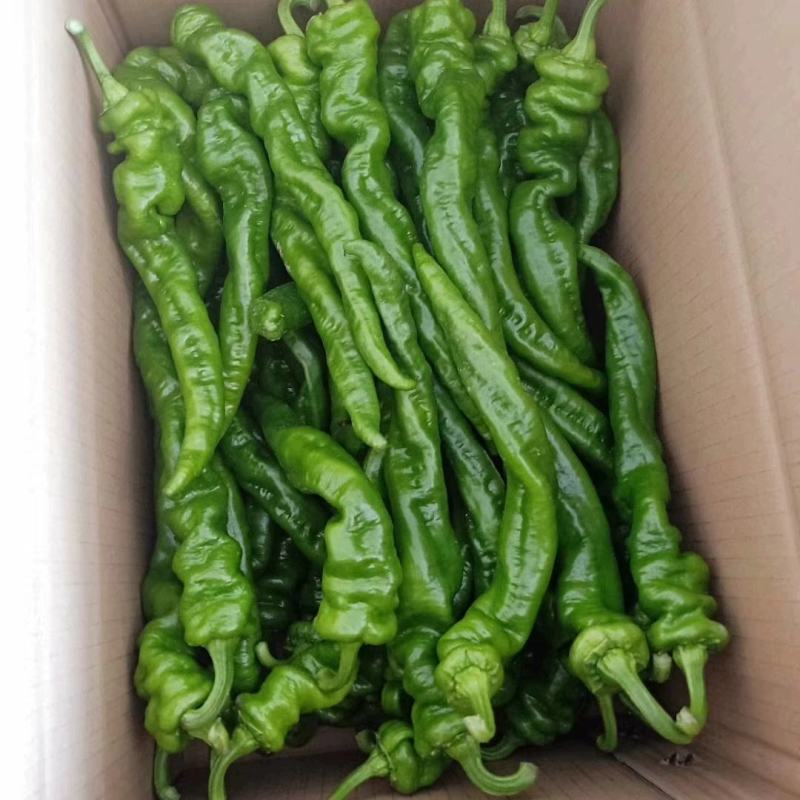 广西螺丝椒现摘新鲜辣椒蔬菜本地辣椒薄皮皱皮椒特辣螺丝椒