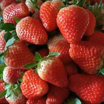 草莓大量上市有需要要的可以我。专供果干，果浆等！！