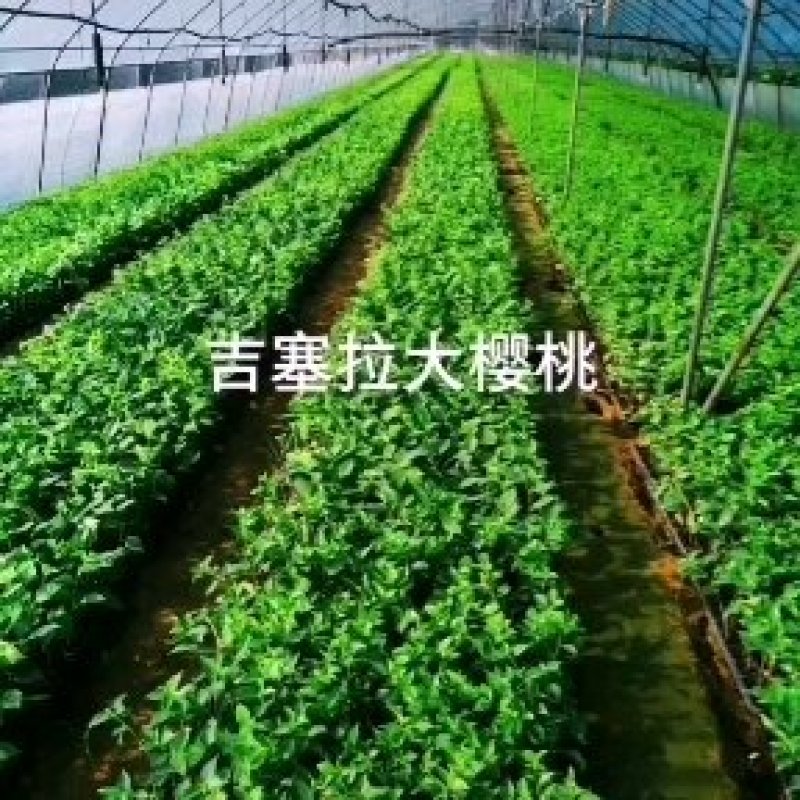 樱桃苗扦插苗，K5吉六吉12基地直销吉塞拉樱桃苗保证品种