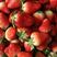 草莓大量上市有需要要的可以联系我。专供果干，果浆等！！
