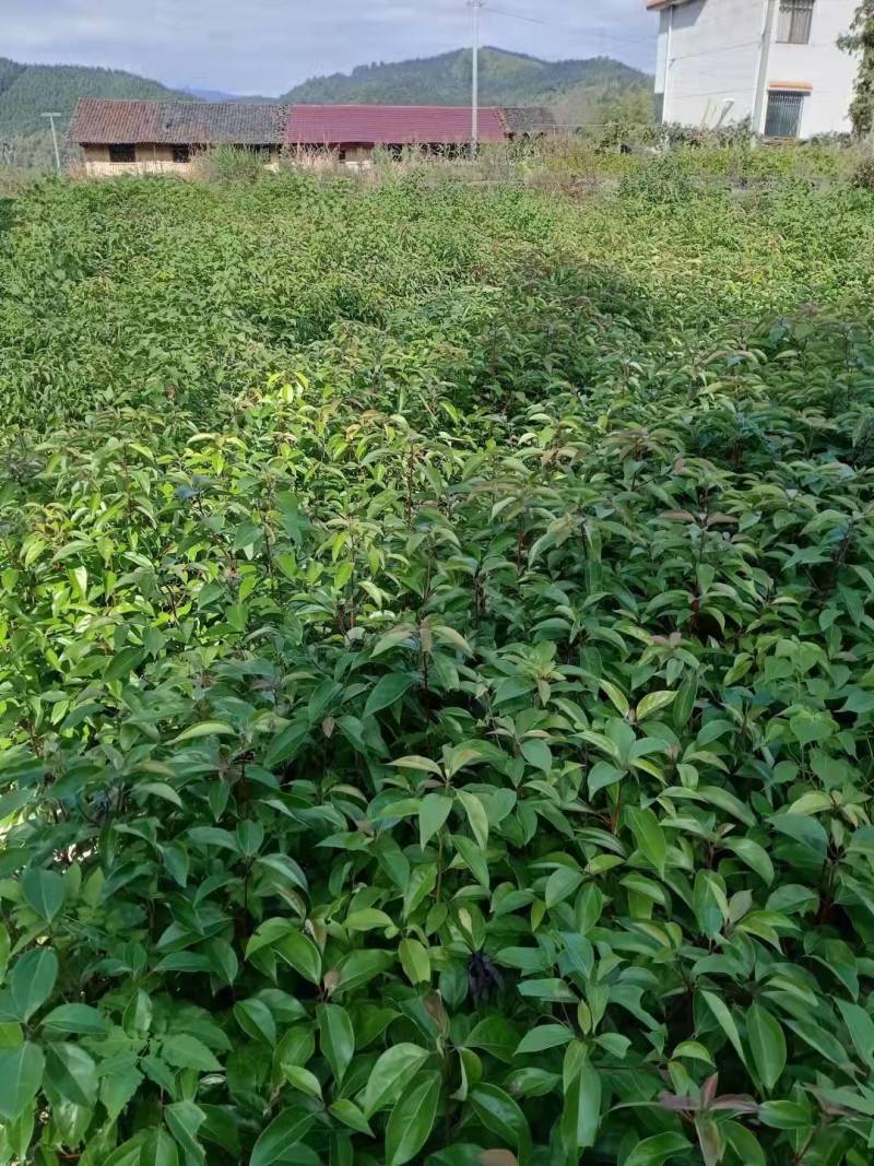 香樟小苗