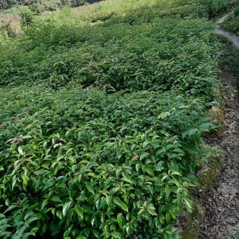 香樟小苗