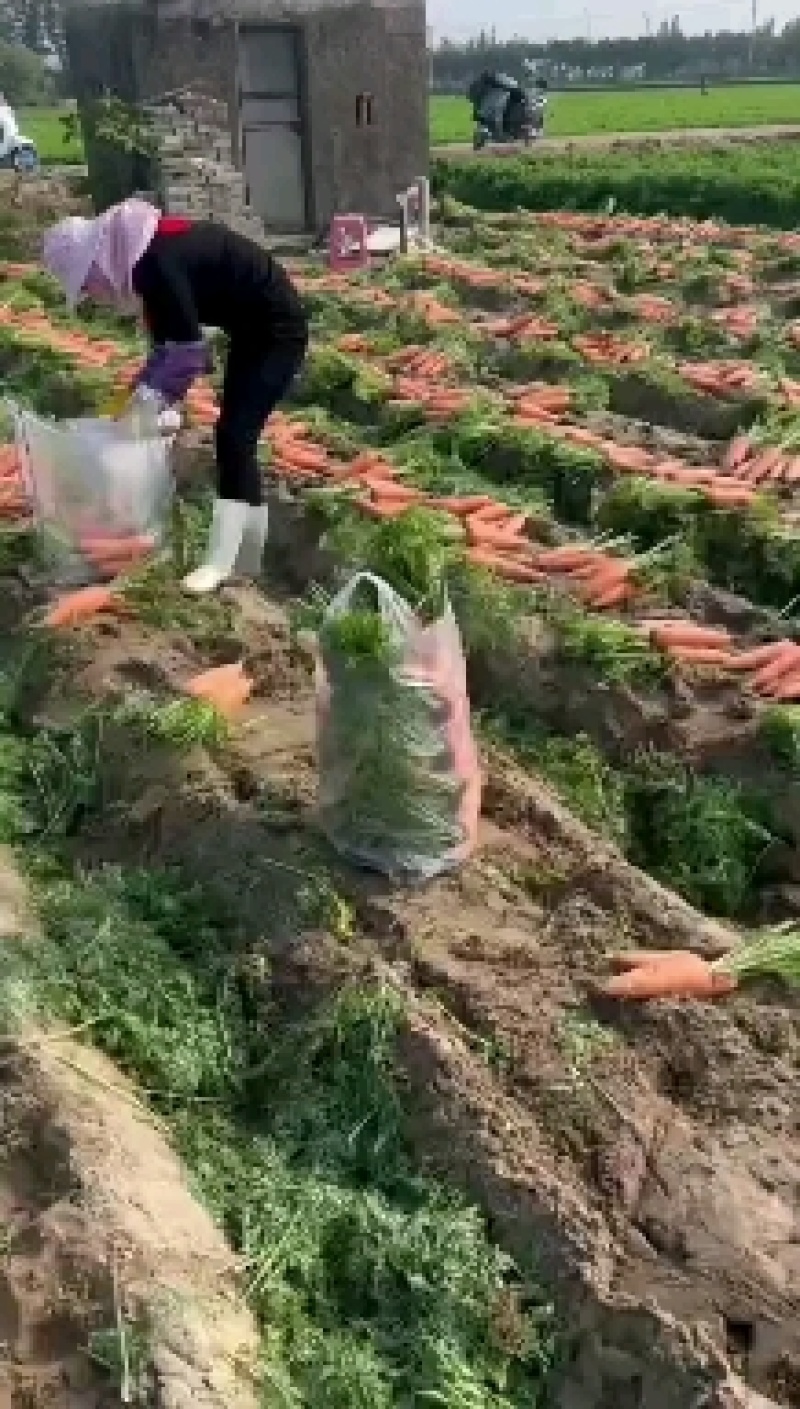 漳州精品胡萝卜，大量上市，带泥、水洗欢迎广大老板前采购！