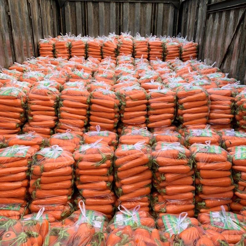 漳州精品胡萝卜，大量上市，带泥、水洗欢迎广大老板前采购！