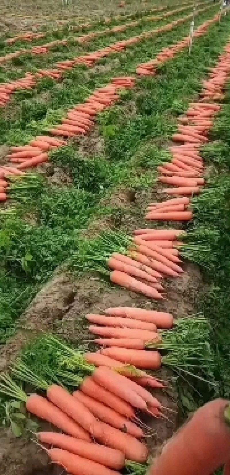 漳州精品胡萝卜，大量上市，带泥、水洗欢迎广大老板前采购！