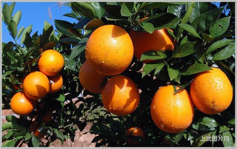 湖北橙子秭归伦晚脐橙果园看货采果提供洗果打蜡找回程车服务