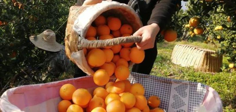 湖北橙子秭归伦晚脐橙果园看货采果提供洗果打蜡找回程车服务