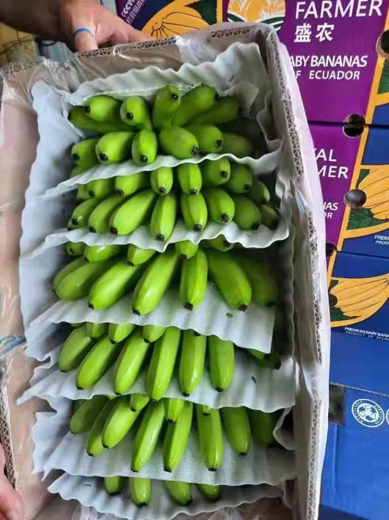 皇帝蕉