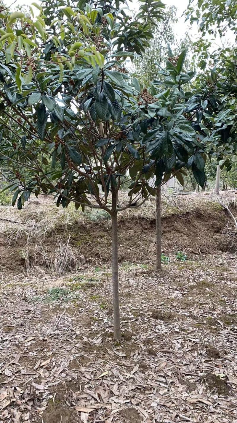枇杷树