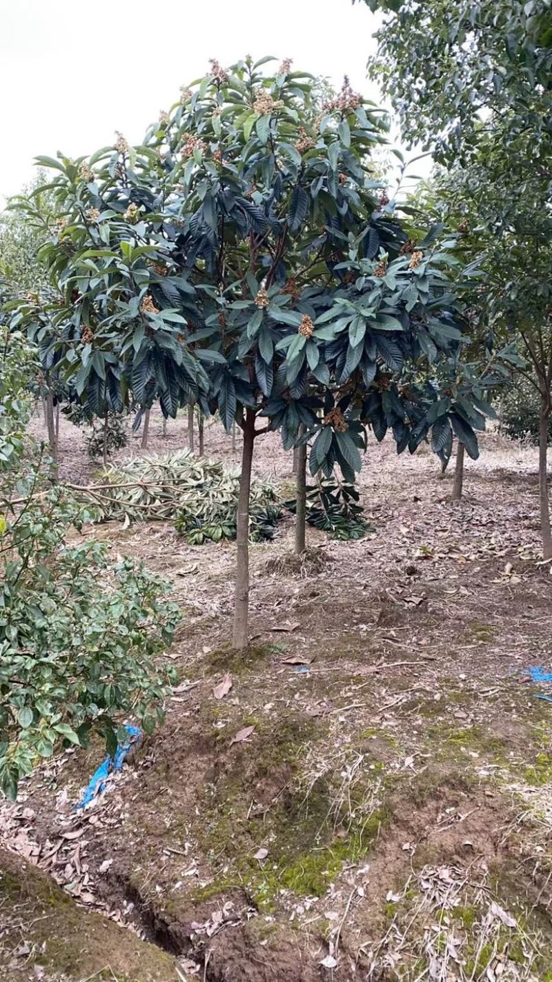 枇杷树