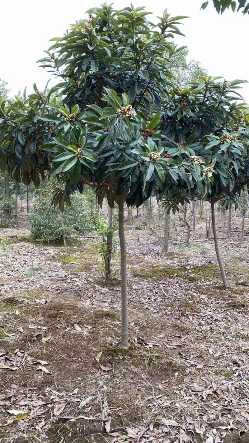 枇杷树