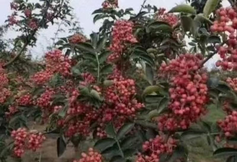 大红袍狮子头黄盖花椒苗