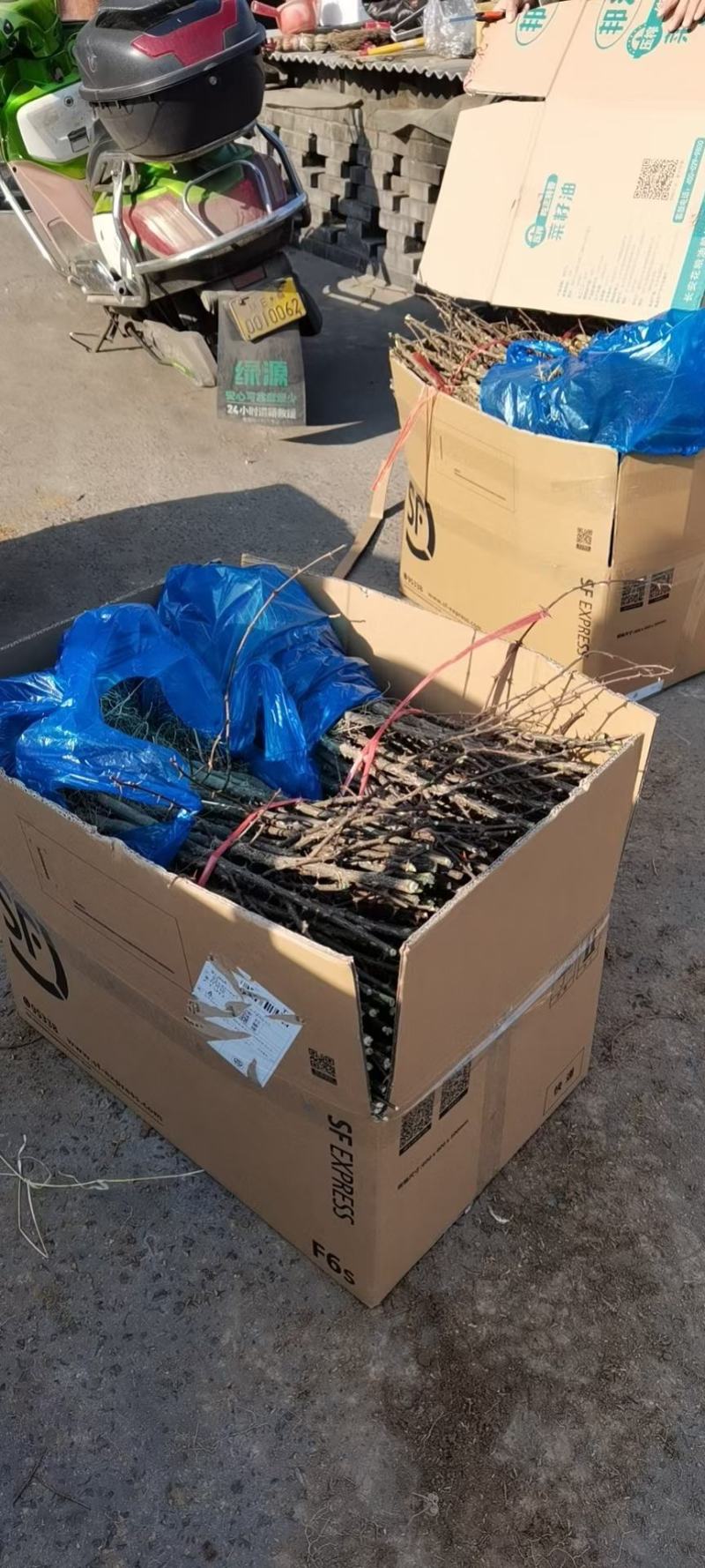 大红袍狮子头黄盖花椒苗