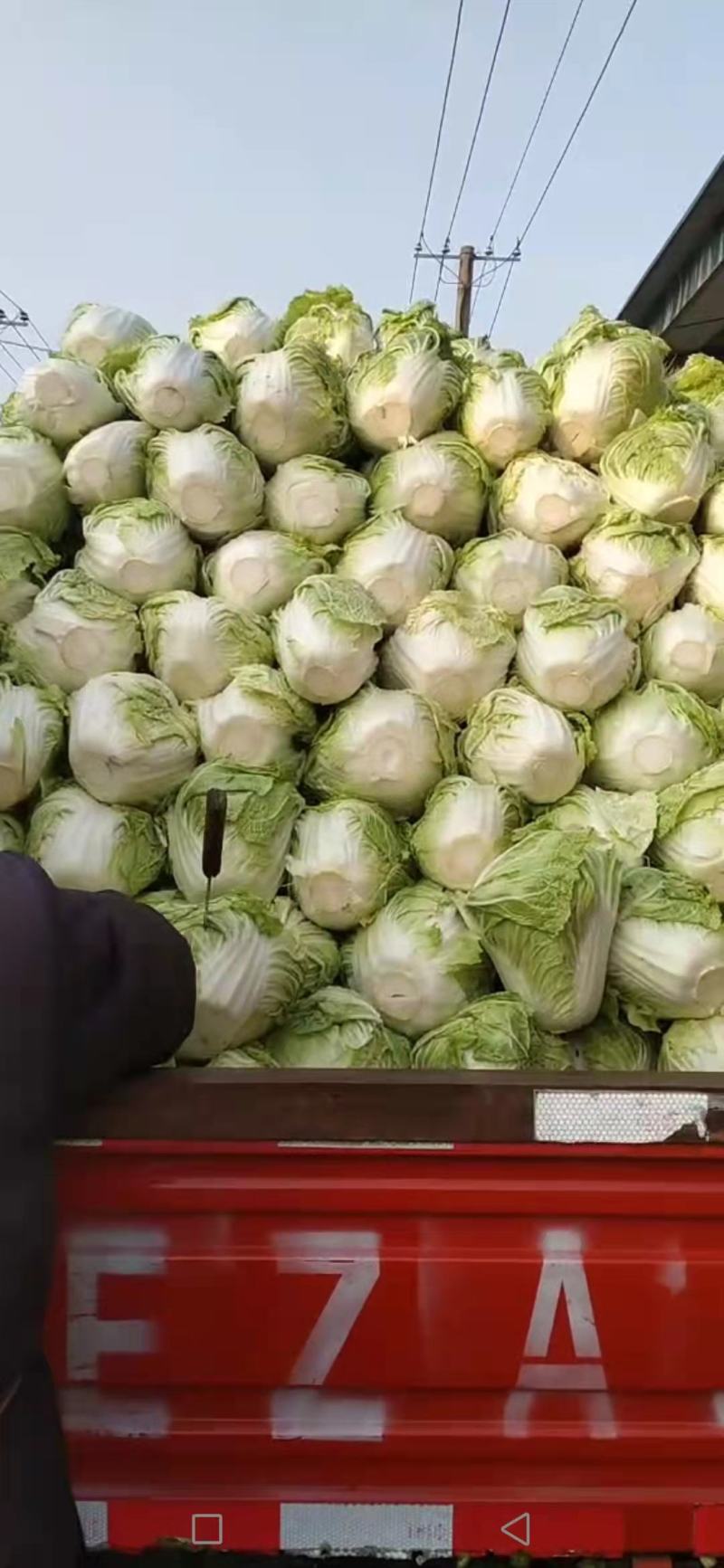 868圆白菜，冷库白菜新乡小包皮绿口感好，数量有限，
