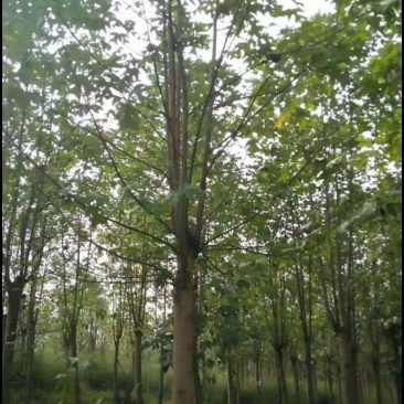 饿掌楸