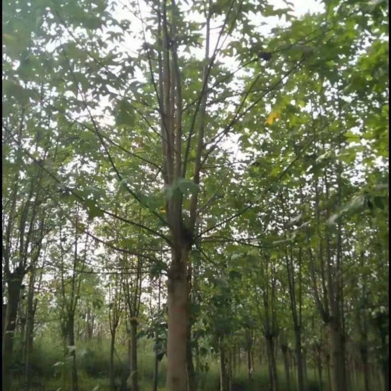 饿掌楸