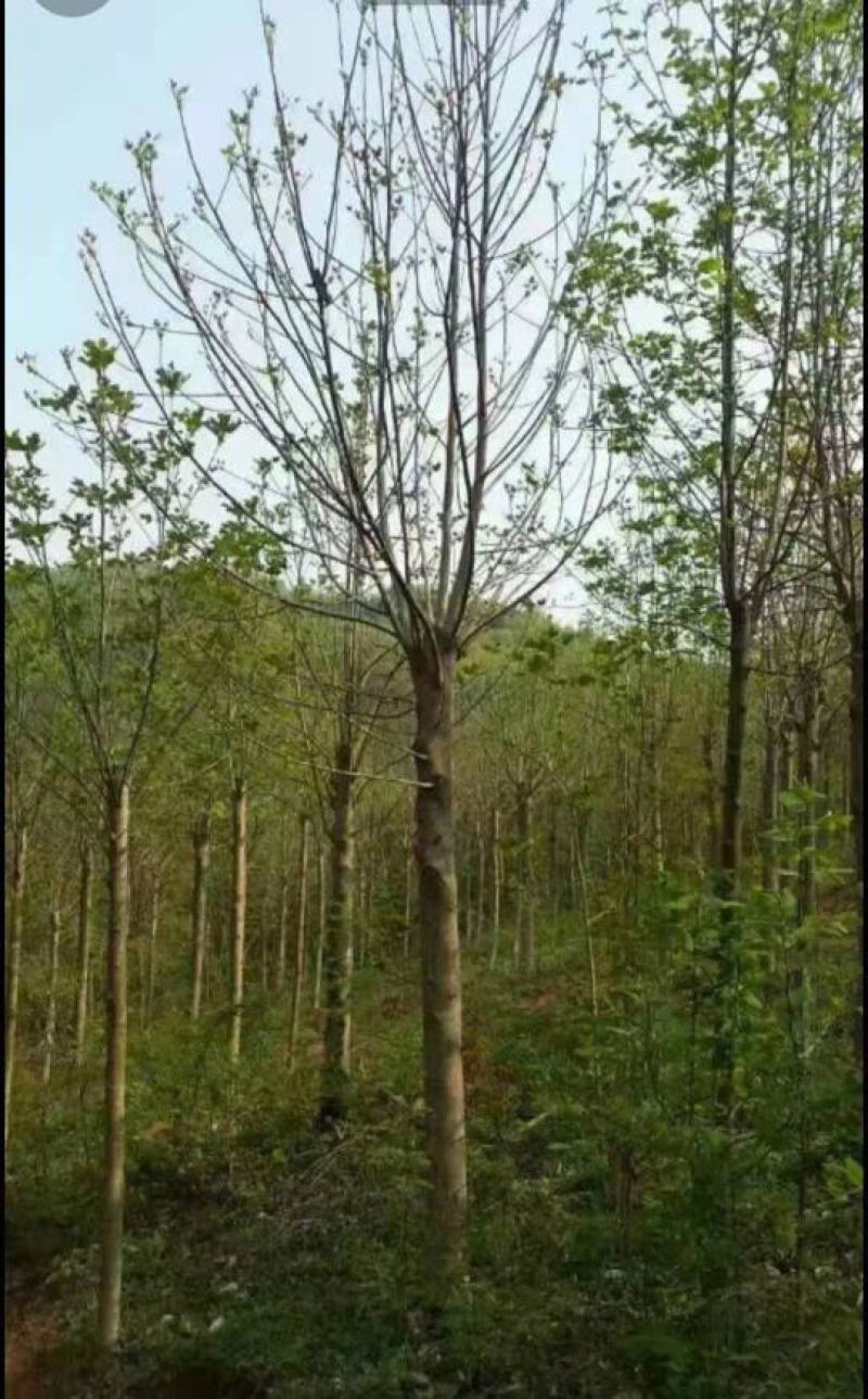 饿掌楸