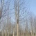 饿掌楸