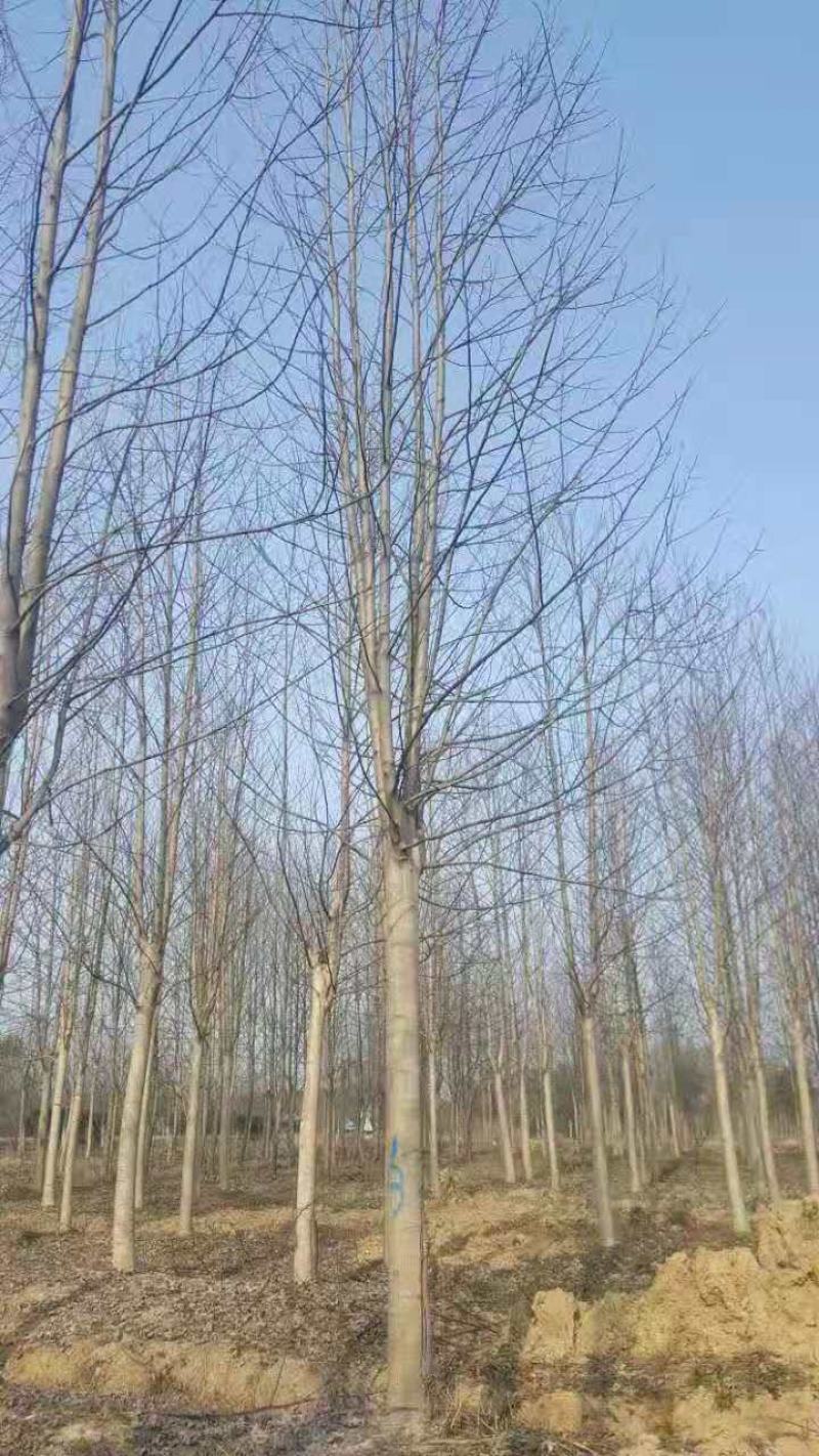 饿掌楸