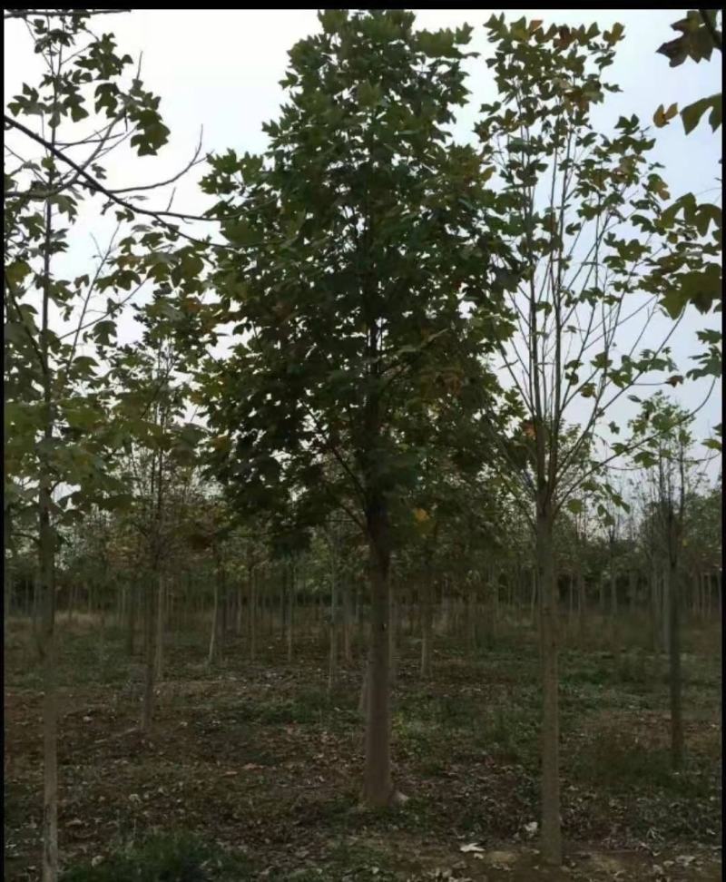 饿掌楸
